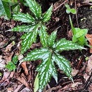 Begonia diadema.begoniaceae.espèce envahissante..jpeg