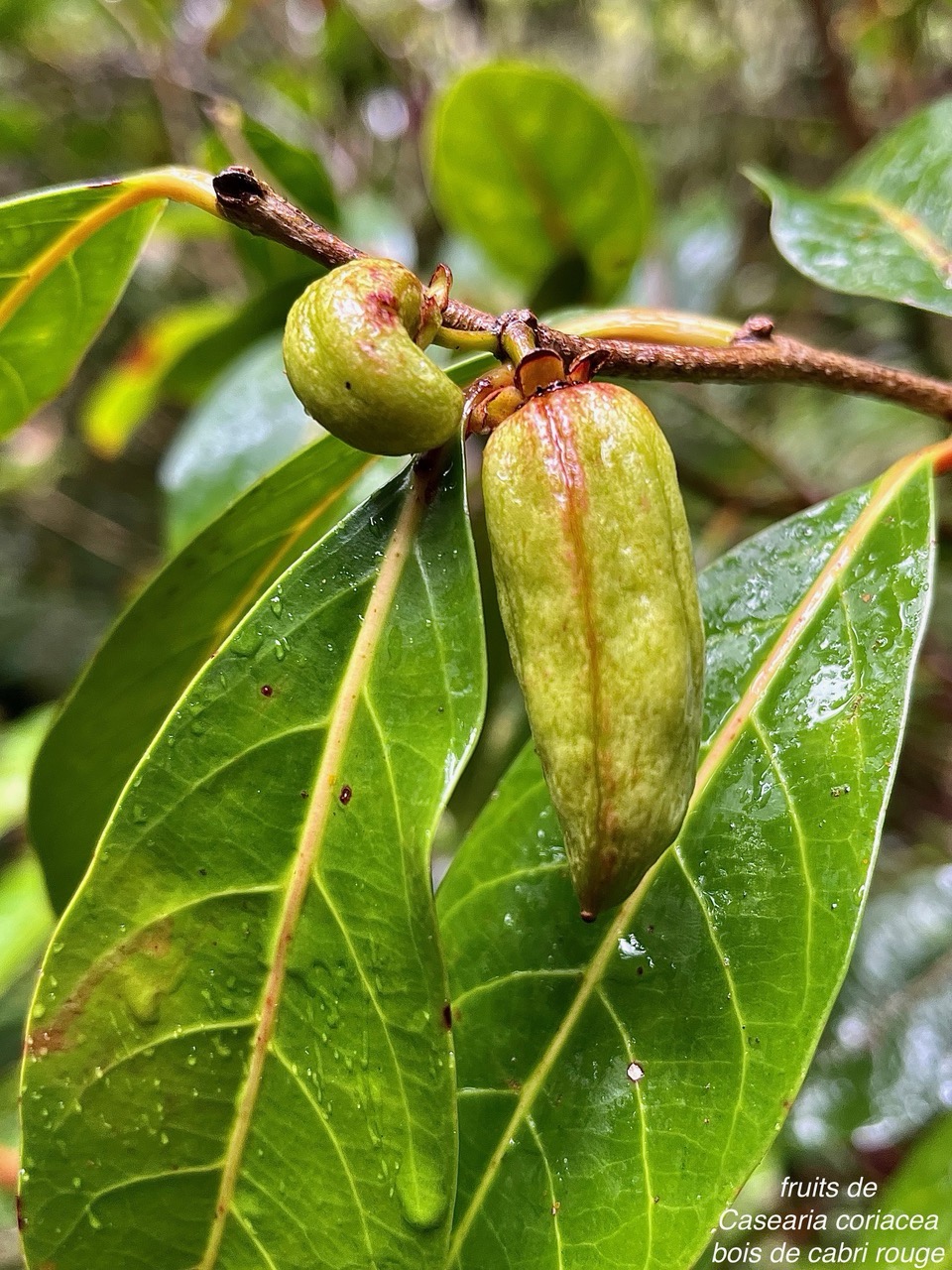 Casearia coriacea .bois de cabri rouge.( fruits ) salicaceae.endémique Réunion Maurice..jpeg