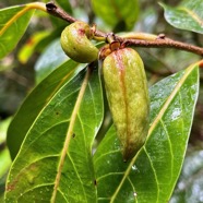 Casearia coriacea .bois de cabri rouge.( fruits ) salicaceae.endémique Réunion Maurice..jpeg