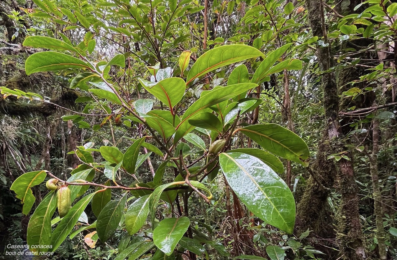 Casearia coriacea .bois de cabri rouge.salicaceae.endémique Réunion Maurice..jpeg