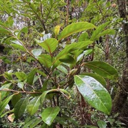 Casearia coriacea .bois de cabri rouge.salicaceae.endémique Réunion Maurice..jpeg