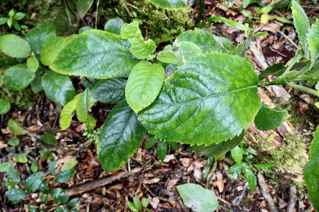 Claoxylon sp .euphorbiaceae..jpeg