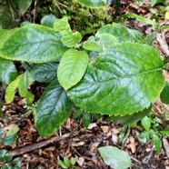 Claoxylon sp .euphorbiaceae..jpeg