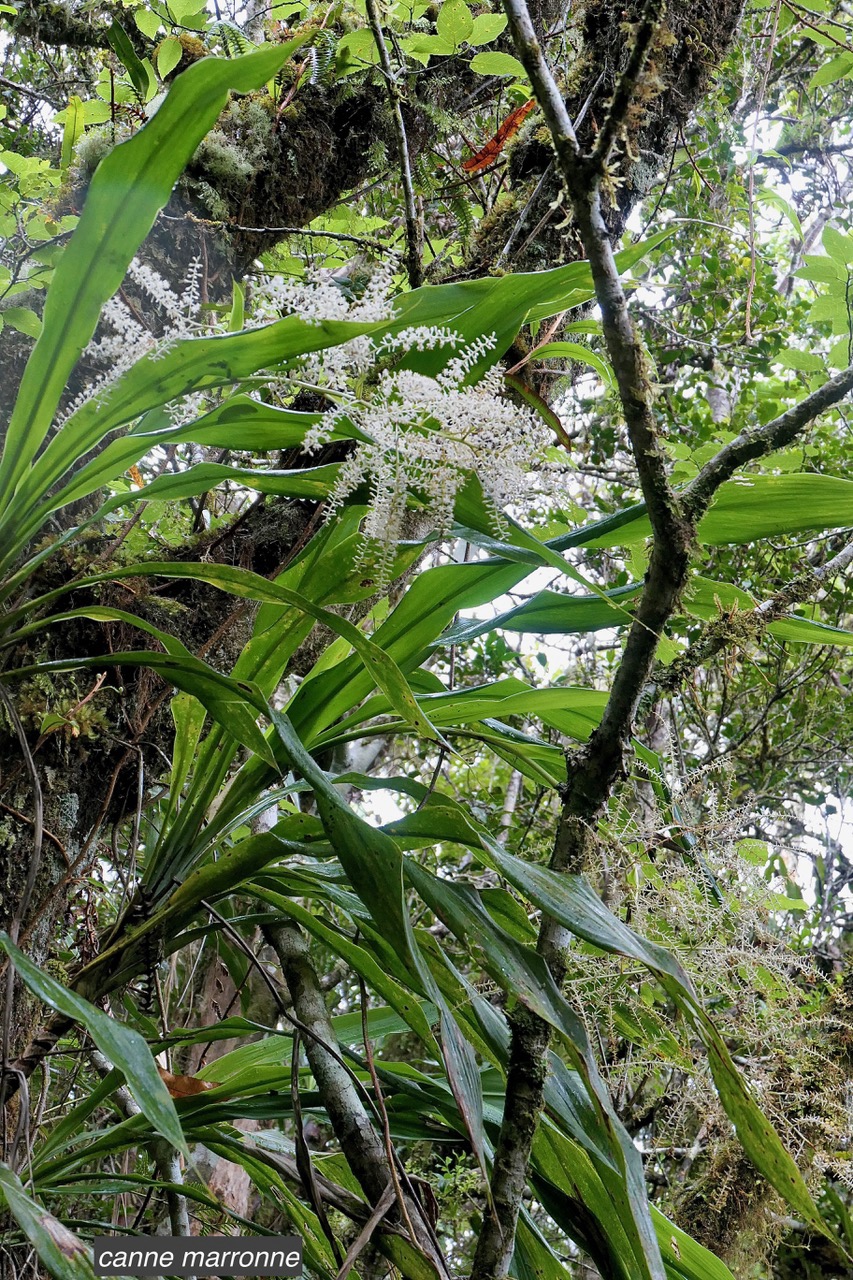 Cordyline mauritiana.canne marronne.asparagaceae.endémique Réunion Maurice. (1).jpeg