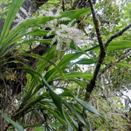 Cordyline mauritiana.canne marronne.asparagaceae.endémique Réunion Maurice. (1).jpeg