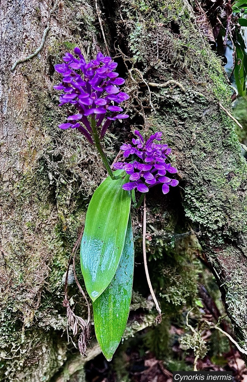 Cynorkis inermis. ( Arnottia mauritiana) . orchidaceae;endémique Réunion Maurice. (2).jpeg