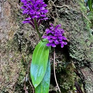 Cynorkis inermis. ( Arnottia mauritiana) . orchidaceae;endémique Réunion Maurice. (2).jpeg