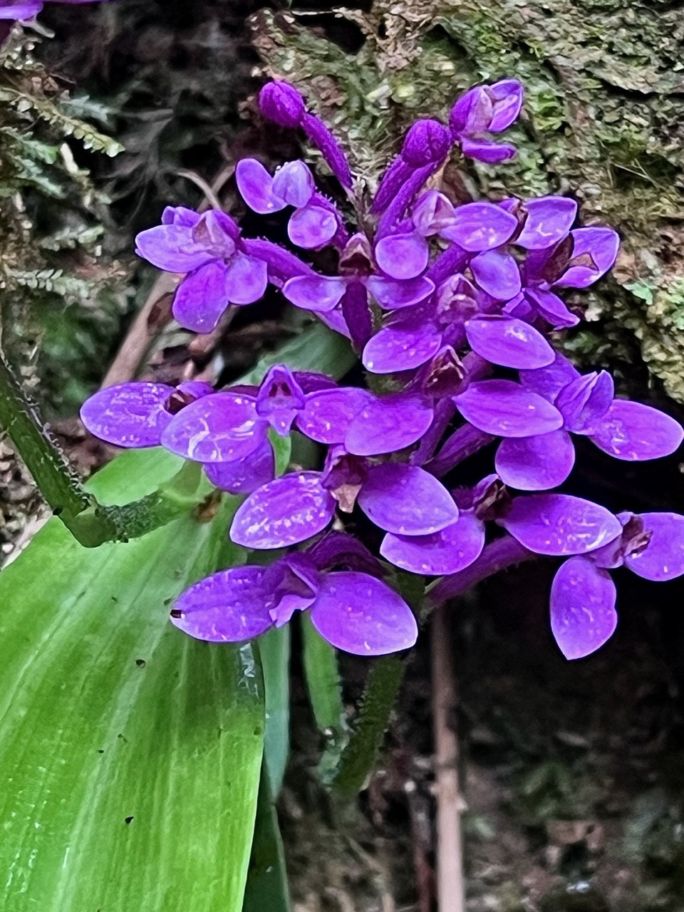 Cynorkis inermis. ( Arnottia mauritiana) . orchidaceae;endémique Réunion Maurice. (3).jpeg