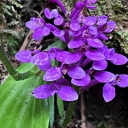 Cynorkis inermis. ( Arnottia mauritiana) . orchidaceae;endémique Réunion Maurice. (3).jpeg