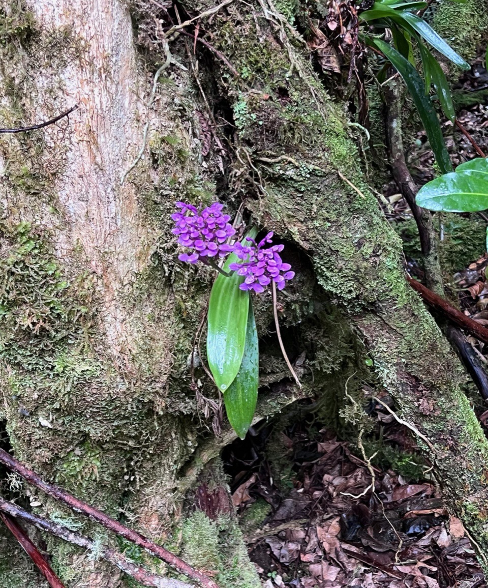 Cynorkis inermis. ( Arnottia mauritiana) . orchidaceae;endémique Réunion Maurice. (4).jpeg