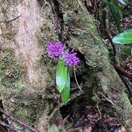 Cynorkis inermis. ( Arnottia mauritiana) . orchidaceae;endémique Réunion Maurice. (4).jpeg