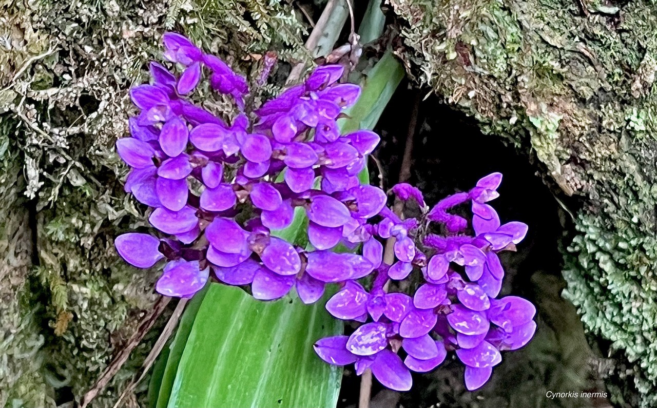 Cynorkis inermis. ( Arnottia mauritiana) . orchidaceae;endémique Réunion Maurice. (5).jpeg