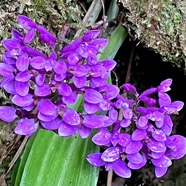 Cynorkis inermis. ( Arnottia mauritiana) . orchidaceae;endémique Réunion Maurice. (5).jpeg