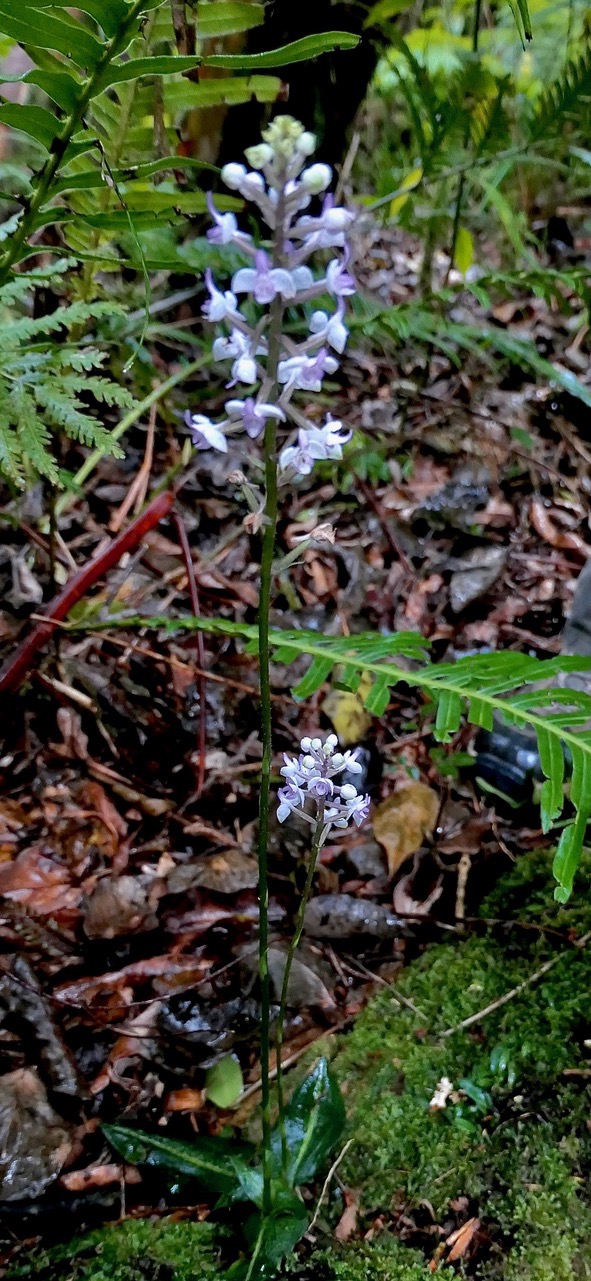 Cynorkis ridleyi T. Durand et Schinz.orchidaceae.endémique Madagascar Comores et Mascareignes.devenu Cynorkis squamosa dans la nouvelle flore des Mascareignes (1).jpeg