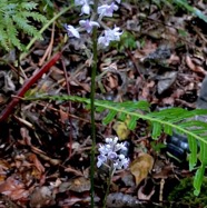 Cynorkis ridleyi T. Durand et Schinz.orchidaceae.endémique Madagascar Comores et Mascareignes.devenu Cynorkis squamosa dans la nouvelle flore des Mascareignes (1).jpeg