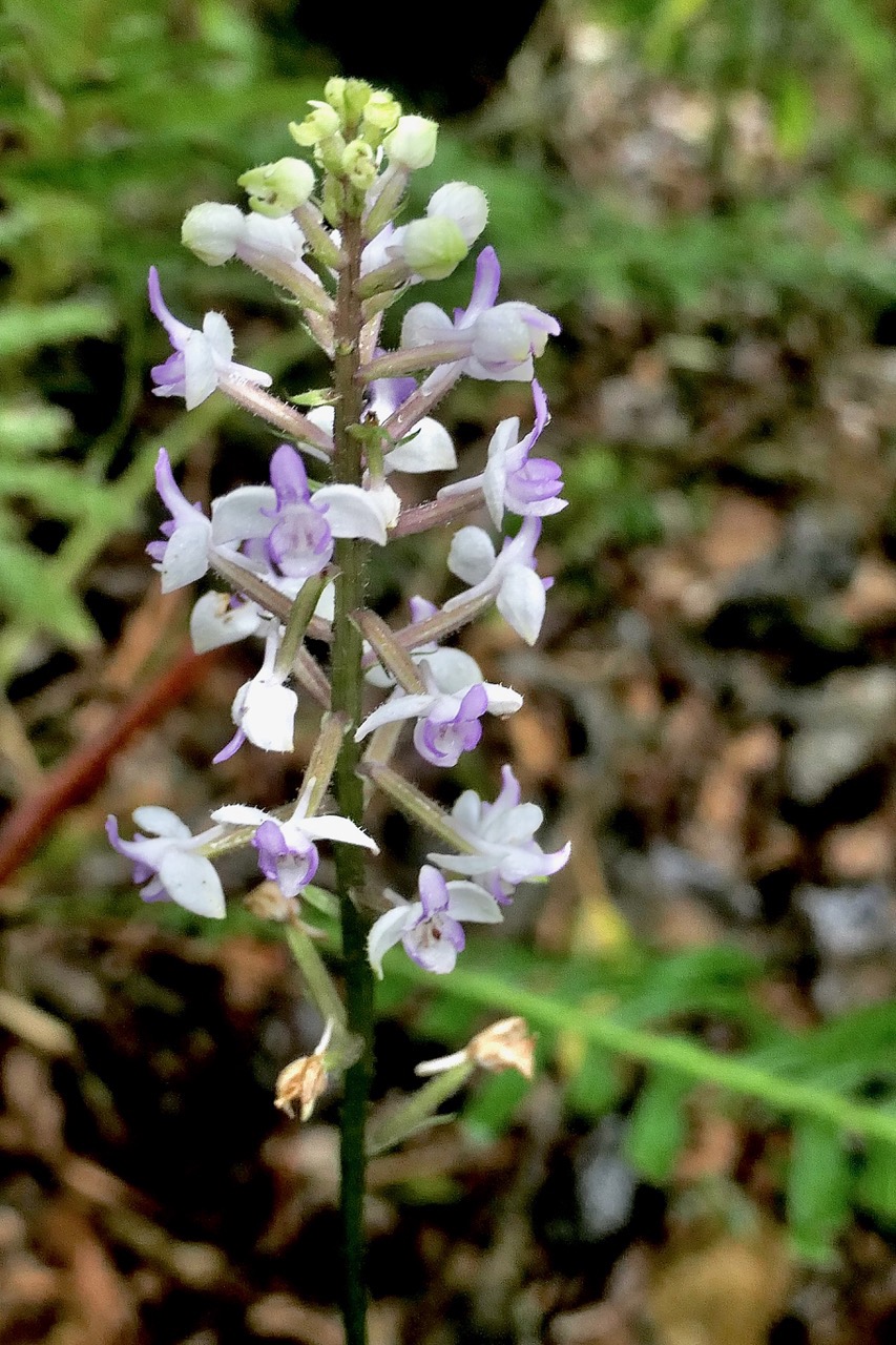 Cynorkis ridleyi T. Durand et Schinz.orchidaceae.endémique Madagascar Comores et Mascareignes.devenu Cynorkis squamosa dans la nouvelle flore des Mascareignes.jpeg