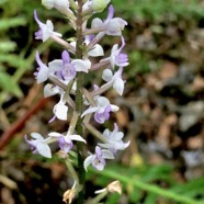 Cynorkis ridleyi T. Durand et Schinz.orchidaceae.endémique Madagascar Comores et Mascareignes.devenu Cynorkis squamosa dans la nouvelle flore des Mascareignes.jpeg