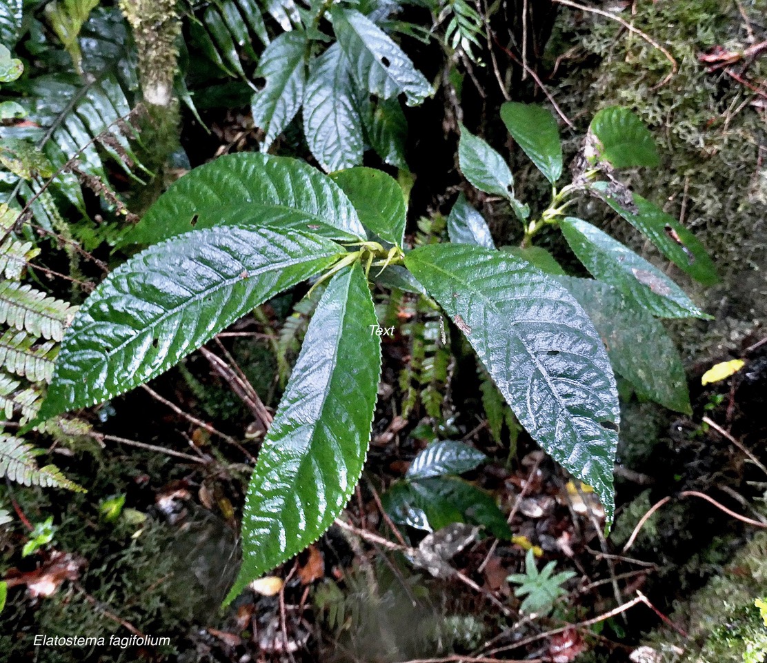 Elatostema fagifolium  urticaceae.indigène Réunion;.jpeg