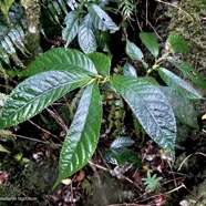 Elatostema fagifolium  urticaceae.indigène Réunion;.jpeg