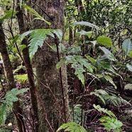 Ficus lateriflora Vahl.figuier blanc.moraceae.endémique Réunion Maurice. (1).jpeg