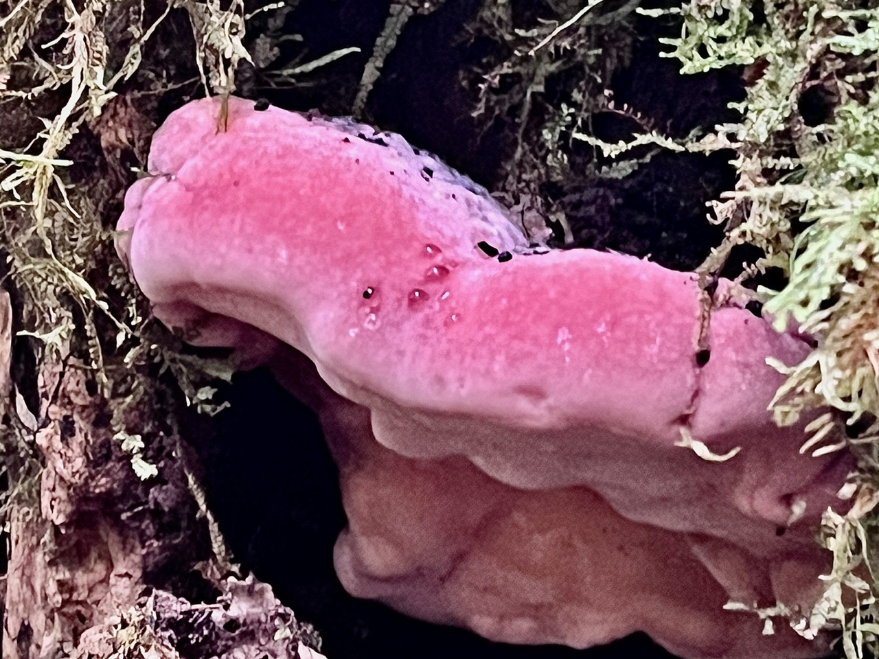 Fomitopsis rosea .polypore rose ??.jpeg