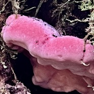 Fomitopsis rosea .polypore rose ??.jpeg