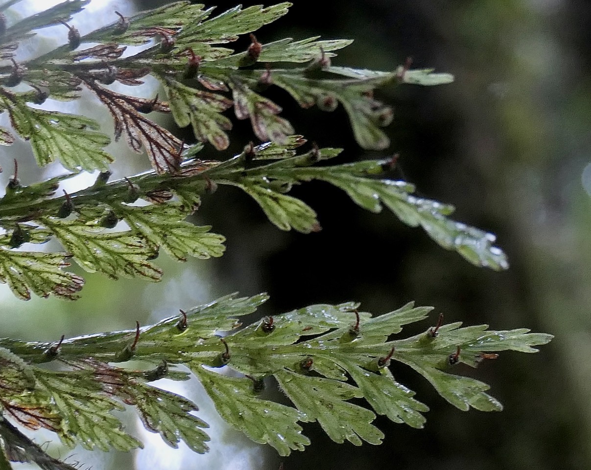 Hymenophyllaceae.Vandenboschia ?.jpeg