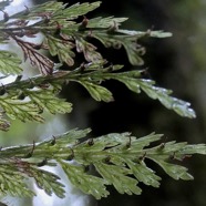 Hymenophyllaceae.Vandenboschia ?.jpeg