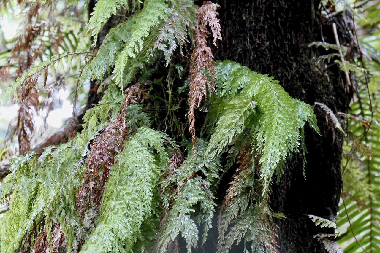 Hymenophyllaceae.Vandenboschia ??.jpeg