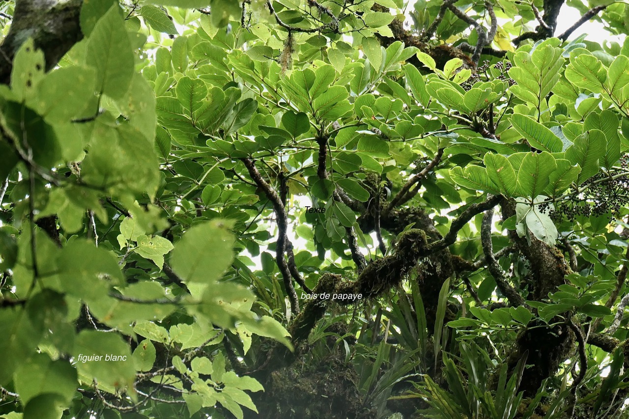 Polyscias repanda  Bois de papaye. ( avec fruits ) araliaceae.endémique Réunion.à droite et à gauche Ficus laterifloa .figuier blanc .moraceae..jpeg