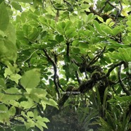 Polyscias repanda  Bois de papaye. ( avec fruits ) araliaceae.endémique Réunion.à droite et à gauche Ficus laterifloa .figuier blanc .moraceae..jpeg