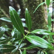 Psathura borbonica .bois cassant. rubiaceae..endémique Réunion. (1).jpeg