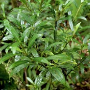 Psathura borbonica .bois cassant. rubiaceae..endémique Réunion. (2).jpeg