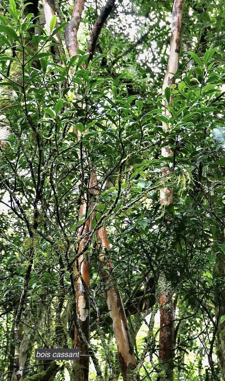 Psathura borbonica .bois cassant. rubiaceae..endémique Réunion. (3).jpeg