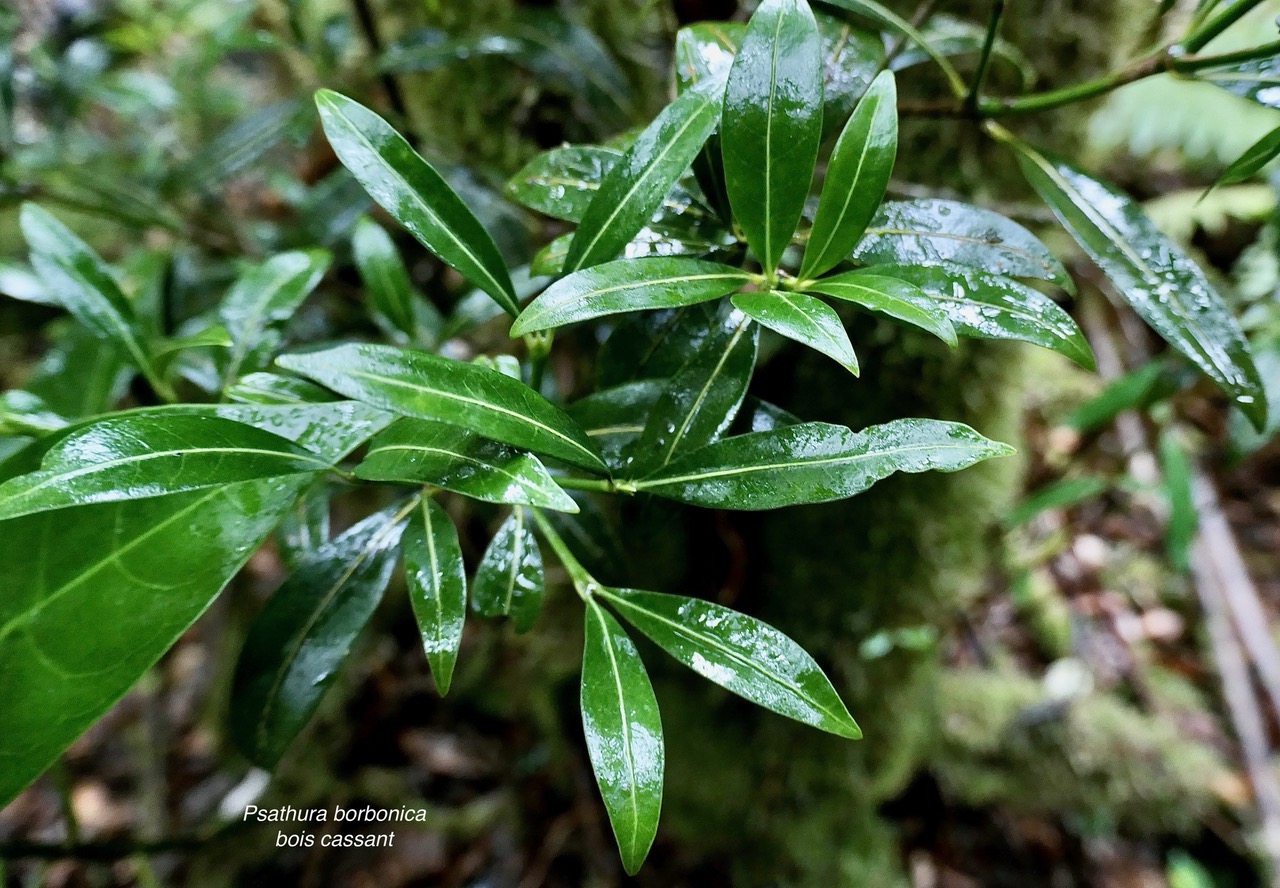 Psathura borbonica .bois cassant. rubiaceae..endémique Réunion. (4).jpeg