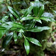 Psathura borbonica .bois cassant. rubiaceae..endémique Réunion. (4).jpeg