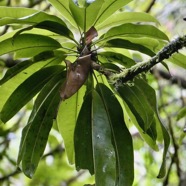 Sideroxylon majus.bois de fer.bois de fer blanc.sapotaceae.endémique Réunion. (1).jpeg