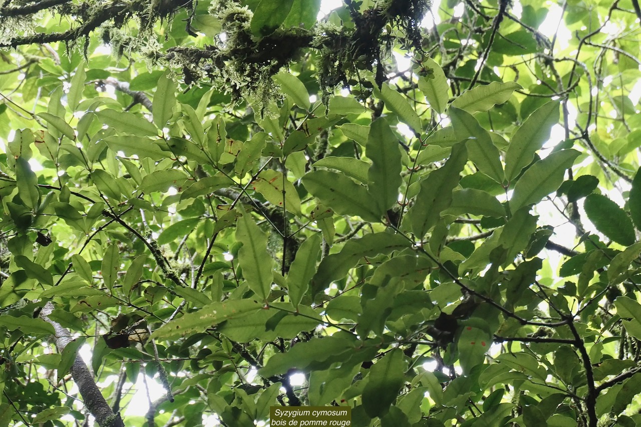 Syzygium cymosum .Bois de pomme rouge.myrtaceae.endémique Réunion Maurice. (1).jpeg