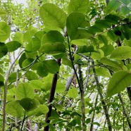 Tambourissa crassa.bois de bombarde;bois de bombarde à grandes feuilles monimiaceae.endémique Réunion (1).jpeg