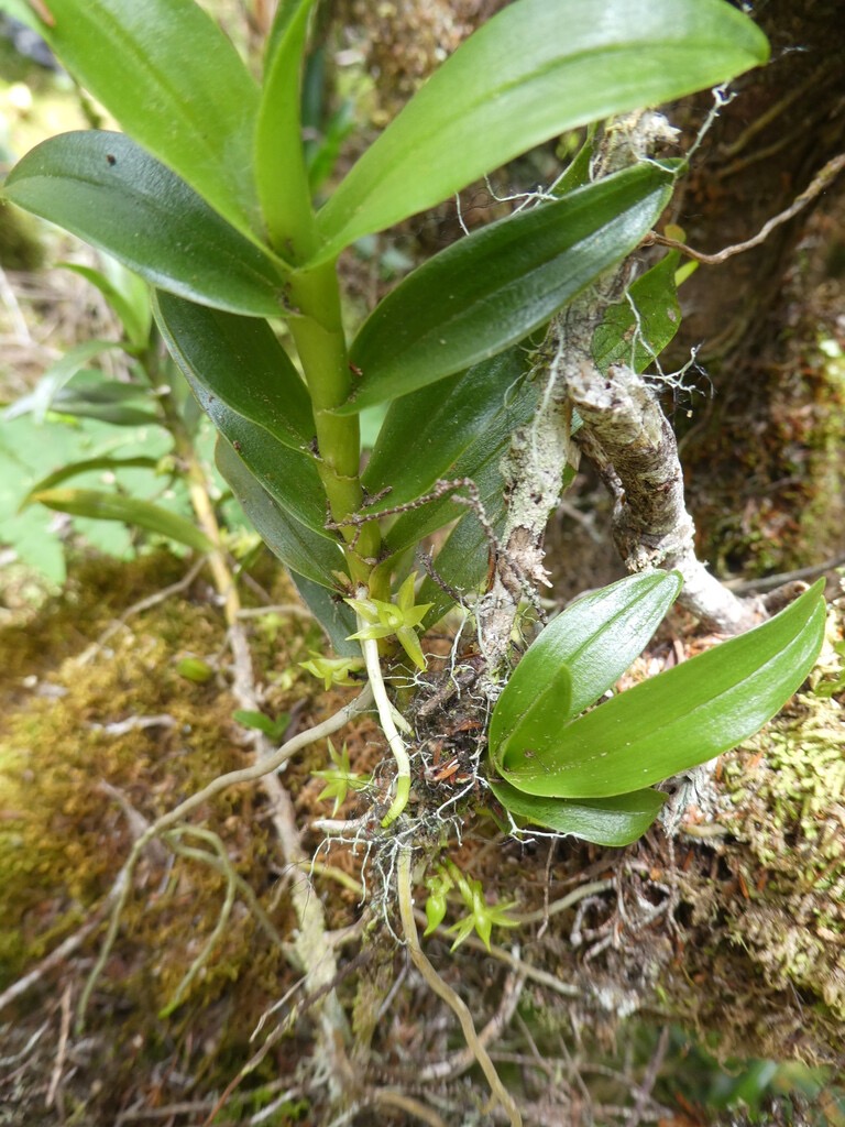 Angraecum_costatum_?-EPIDENDROIDEAE-P1070573.jpg