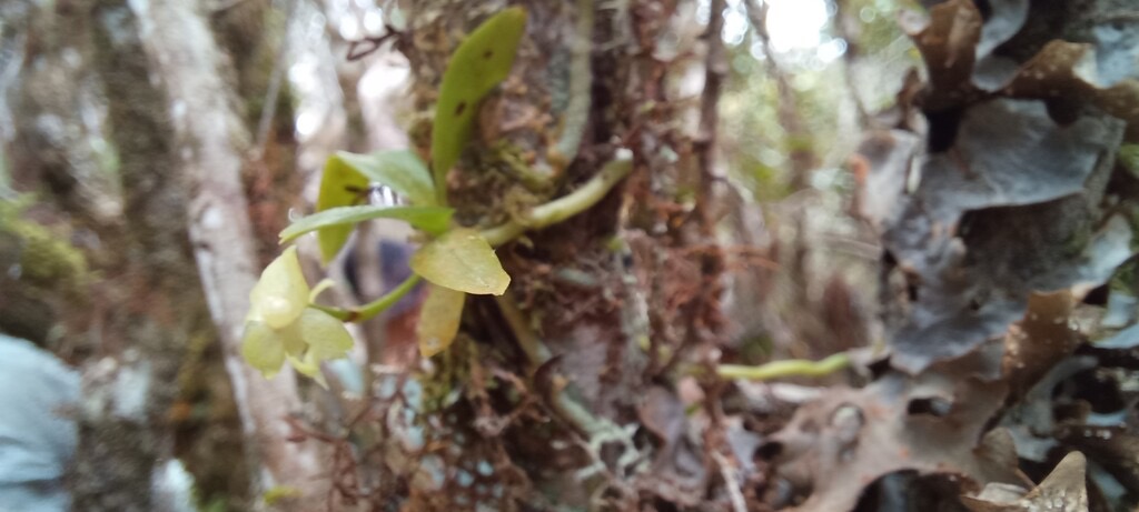 Angraecum_crassifolium_?_parvulum_?-EPIDENDROIDEAE-Indigene_Reunion20231114_112224.jpg