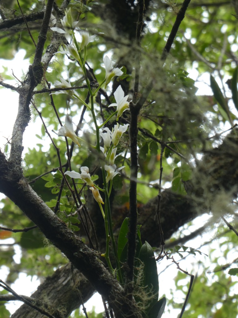 Beclardia_macrostachya-EPIDENDROIDEAE-Indigene_Reunion-P1070583.JPG