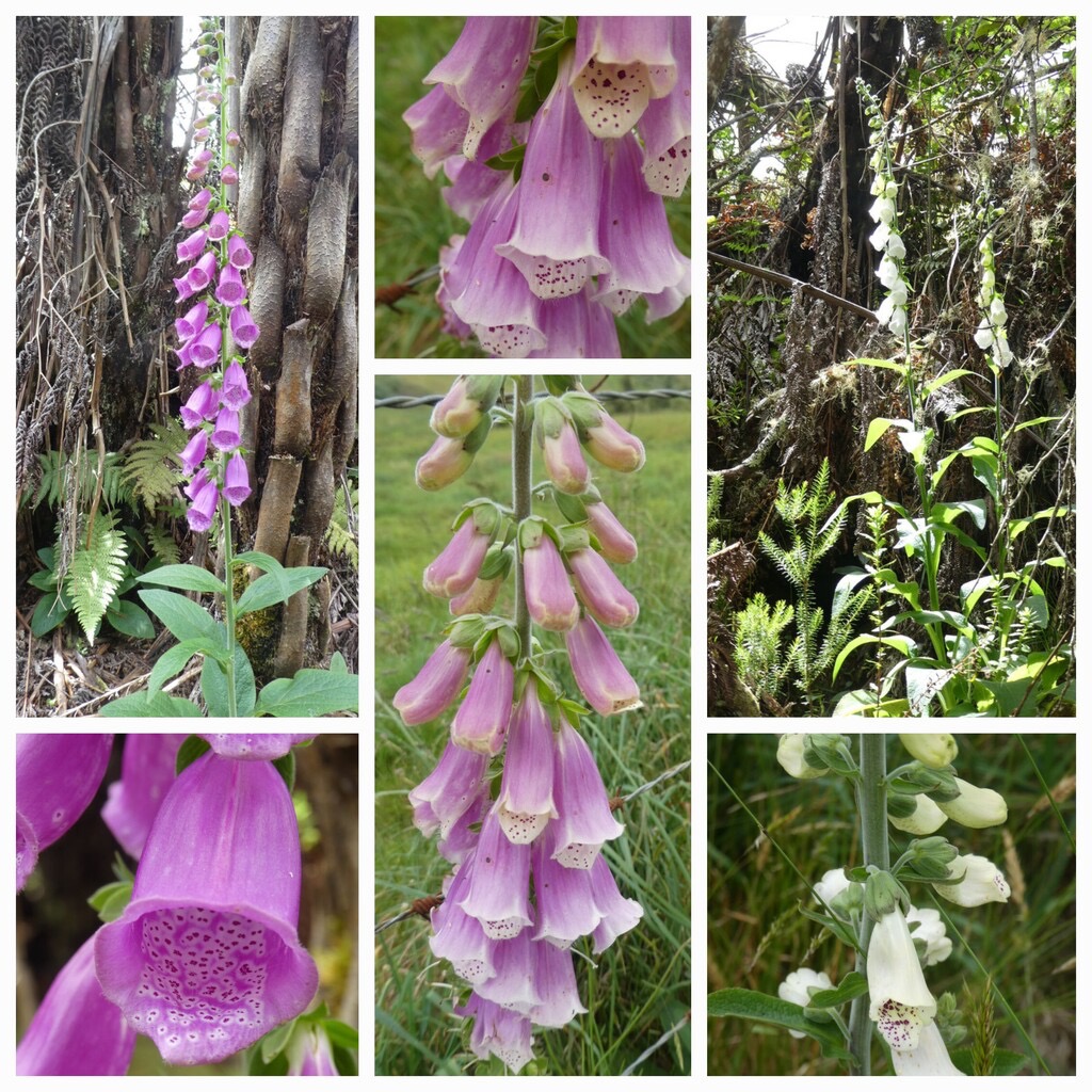 Digitalis_purpurea-Digitale-PLANTAGINACEAE-EE-20231115_091240.jpg