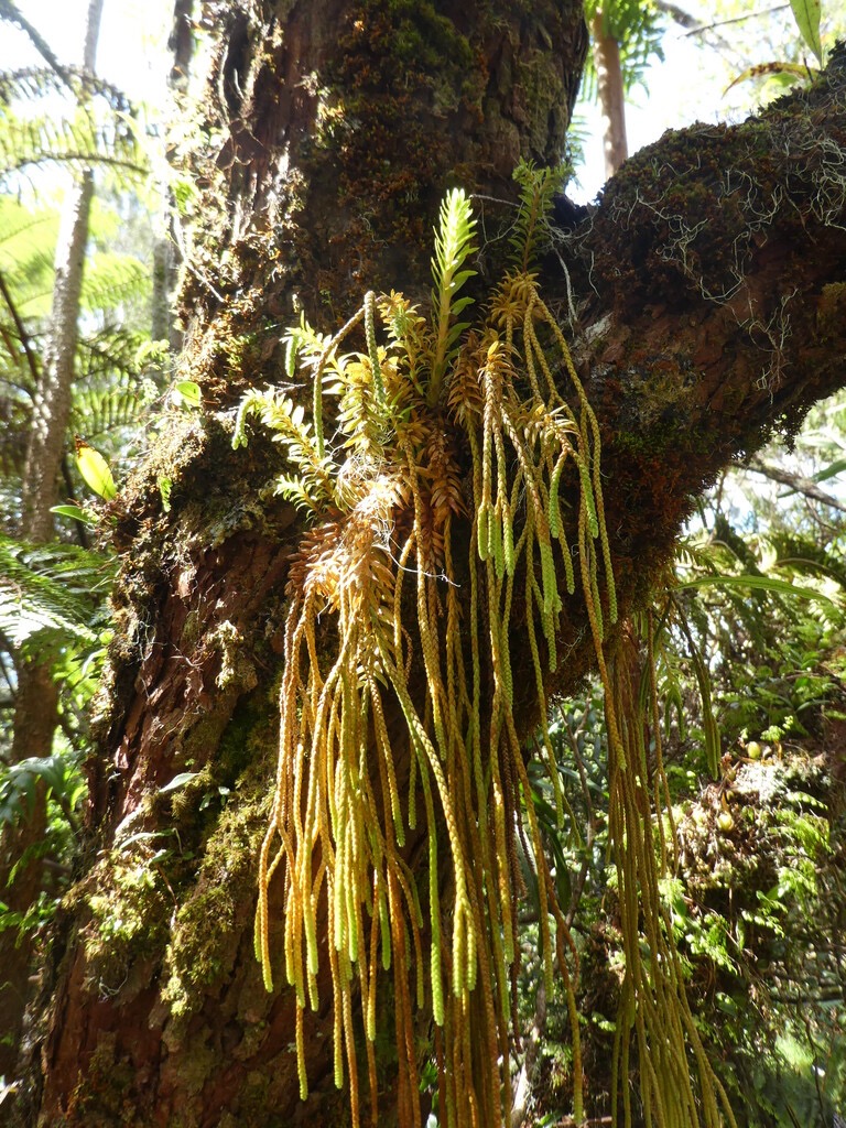 Phlegmariurus_ophioglossoides(ex_Huperzia_ophioglossoides)-Fougere_epaulette-LYCOPODIACEAE-Indigene-Reunion-P1070540.jpg