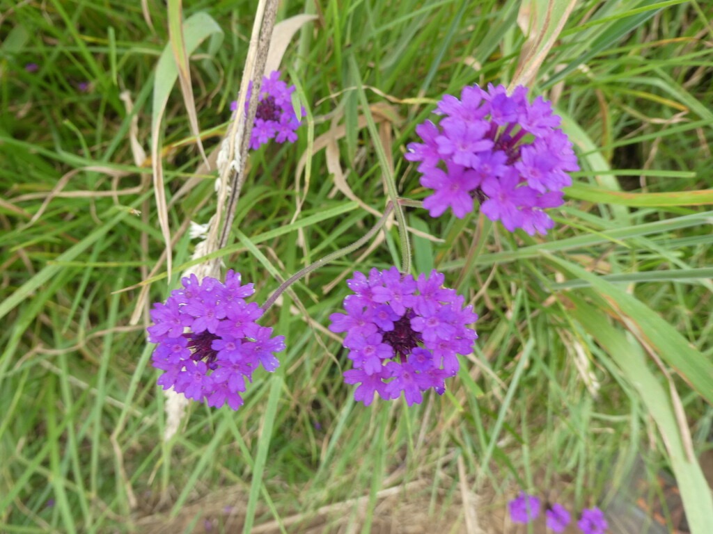 Verbena_rigida-Verveine_rigide-VERBENACEAE-EE-P1070592.jpg