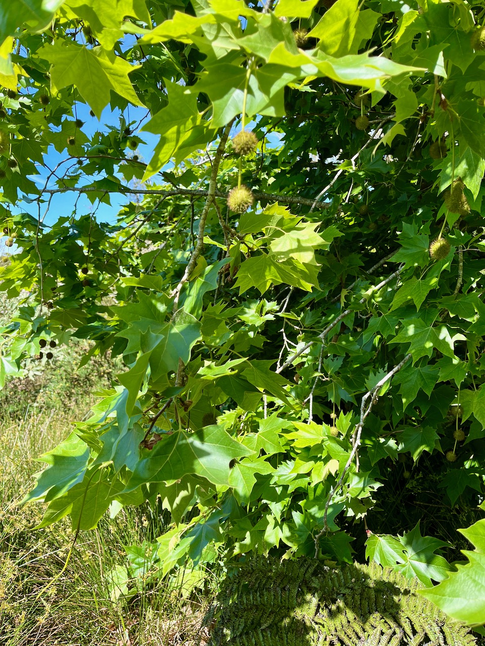 2. IMG_8177.JPG  Platanus x hispanica PLatane Plantanaceae.jpeg