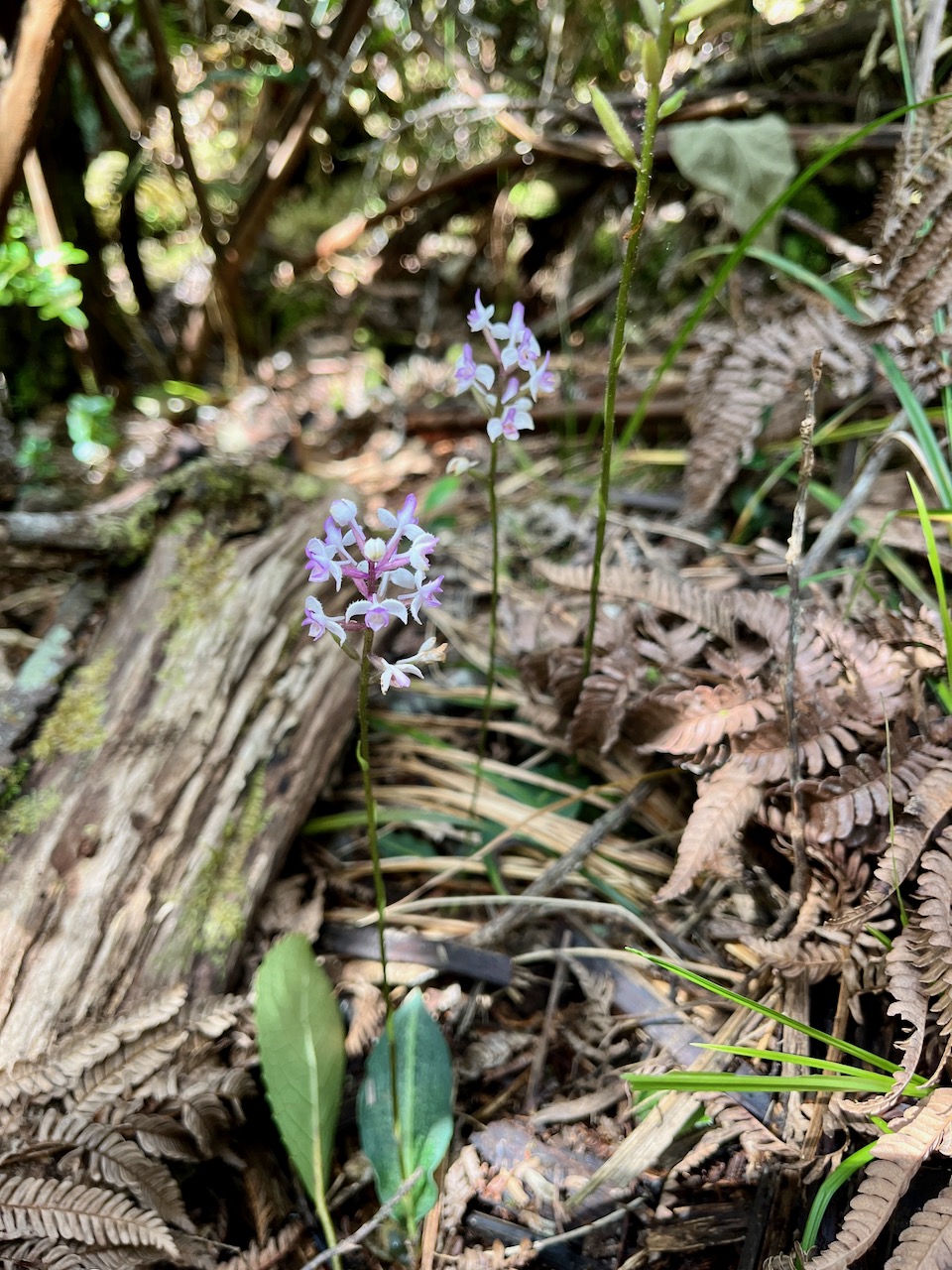 4. Cynorkis ridleyi - Ø - Orchidaceae - indigène Réunion  IMG_8180.JPG.jpeg