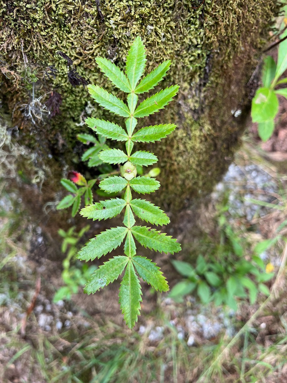 8. Deux jeunes feuilles de Weinmannia tinctoria Tan rouge Cunoniacea e Endémique La Réunion, Maurice - Stipules entre les deux feuilles..jpeg