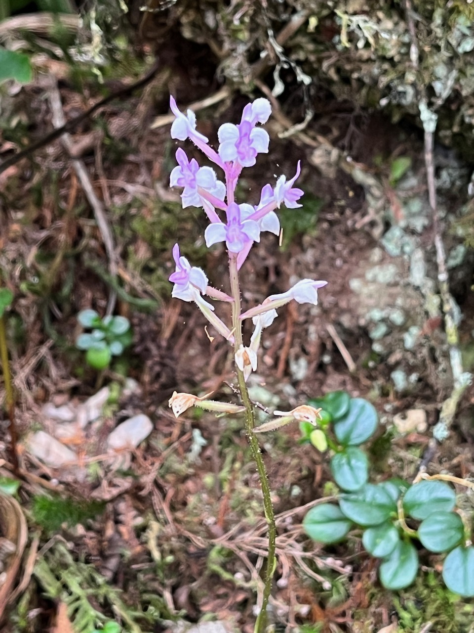 9. Cynorkis ridleyi - Ø - Orchidaceae - indigène Réunion IMG_8191.JPG.jpeg