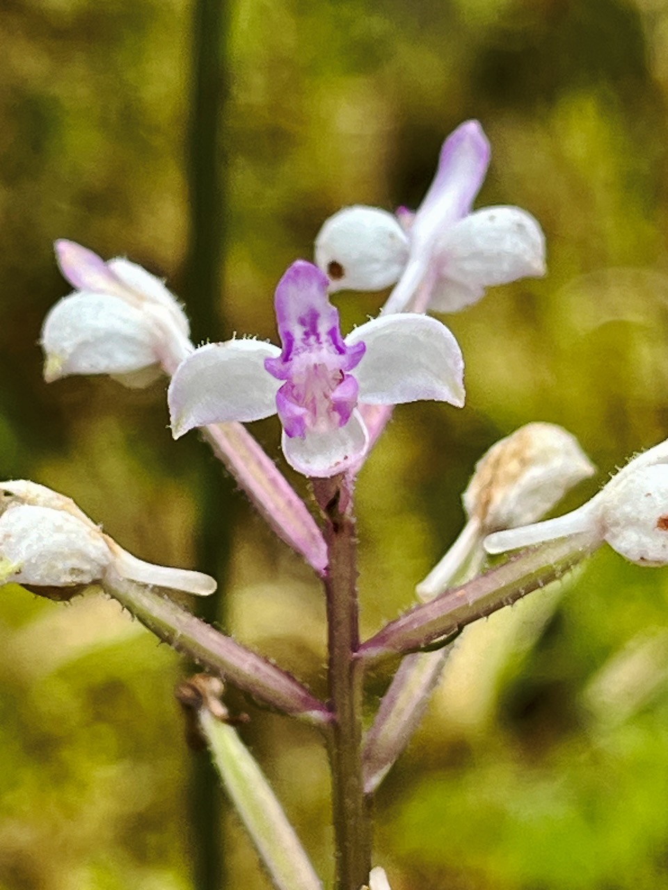 10. Cynorkis ridleyi - Ø - Orchidaceae - indigène Réunion.jpeg